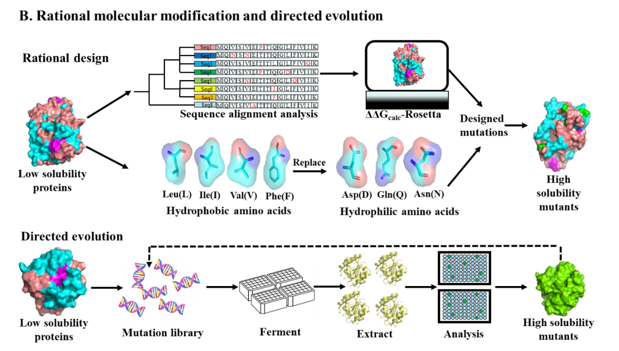 Strategies to enhance soluble expression of recombinant proteins Strategies to enhance soluble expression of recombinant proteins