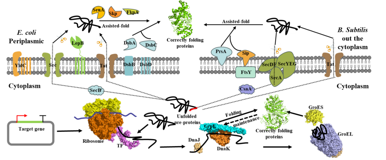 Strategies to enhance soluble expression of recombinant proteins Strategies to enhance soluble expression of recombinant proteins