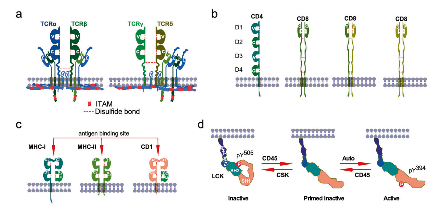 T cell receptor variable region TRBV9