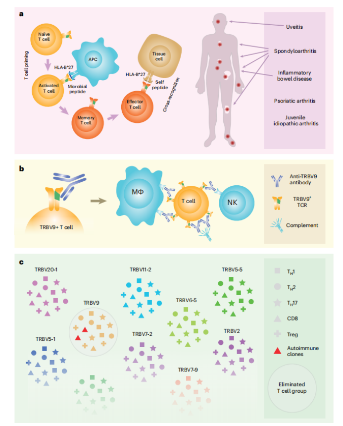 T cell receptor variable region TRBV9