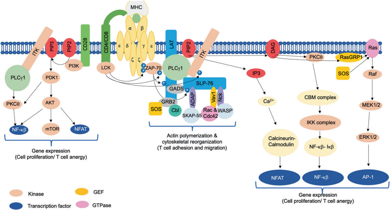 T cell receptor variable region TRBV9