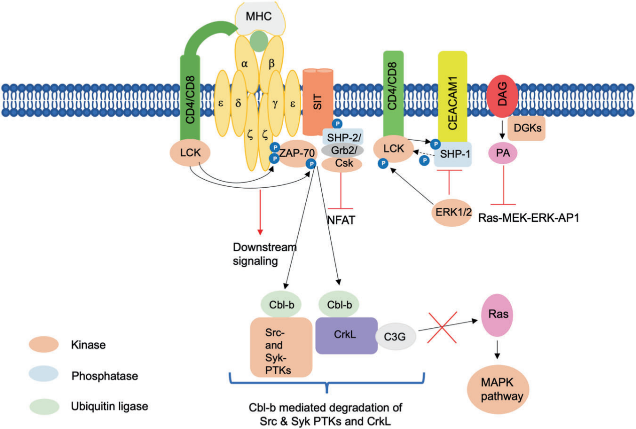 T cell receptor variable region TRBV9