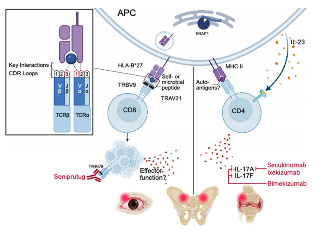 T cell receptor variable region TRBV9