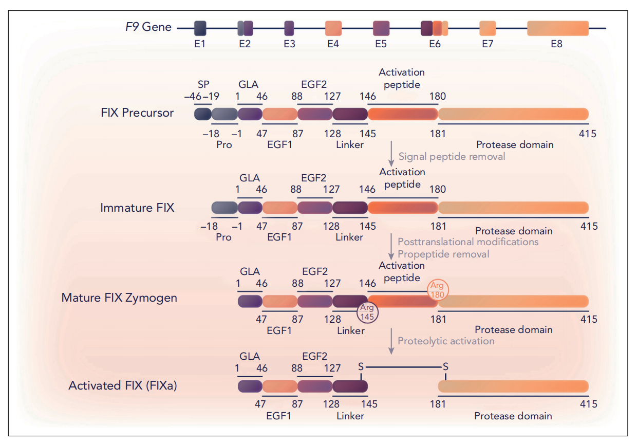 The Coagulation factor FIX