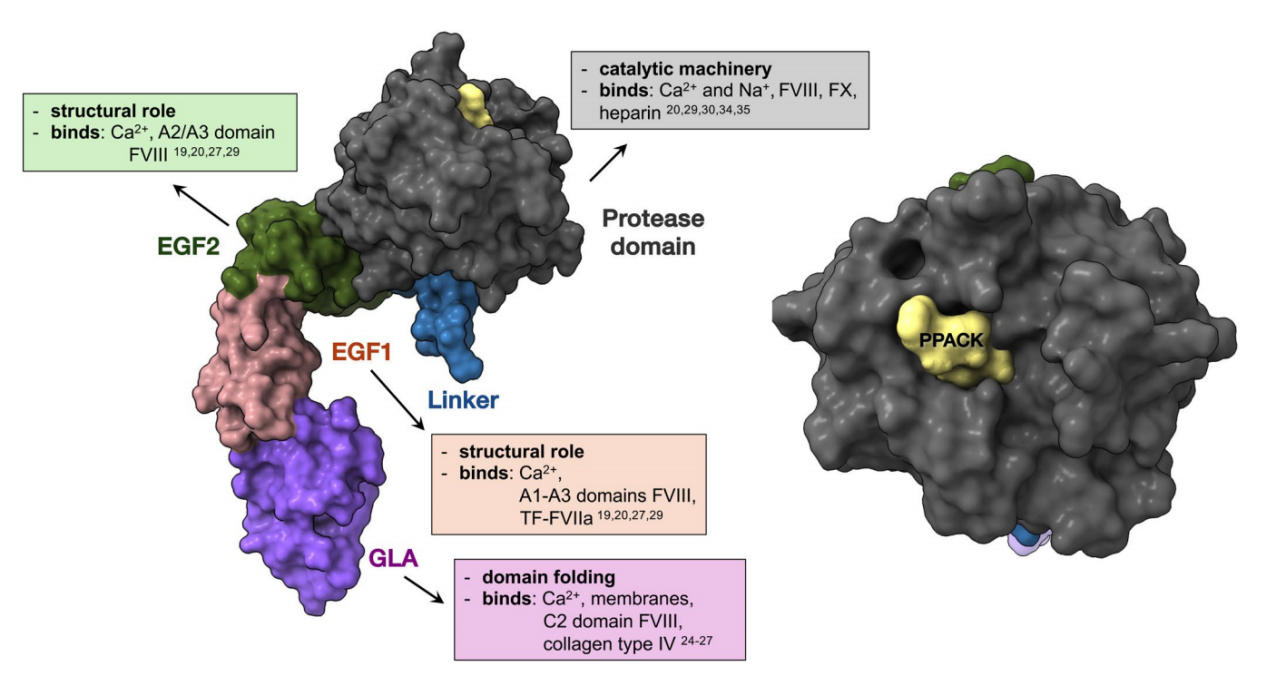 The Coagulation factor FIX