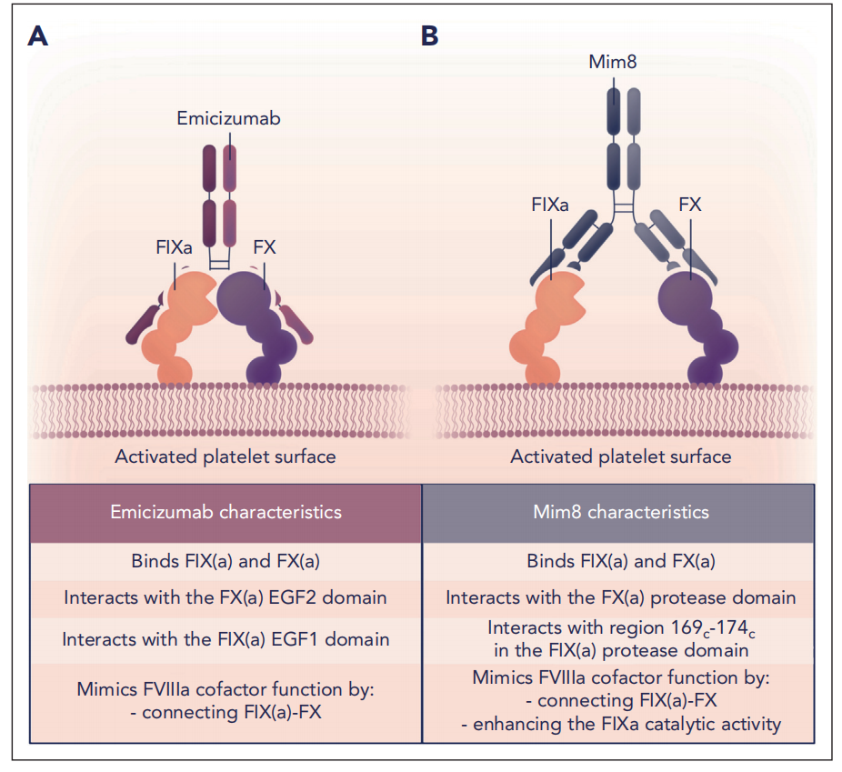 The Coagulation factor FIX