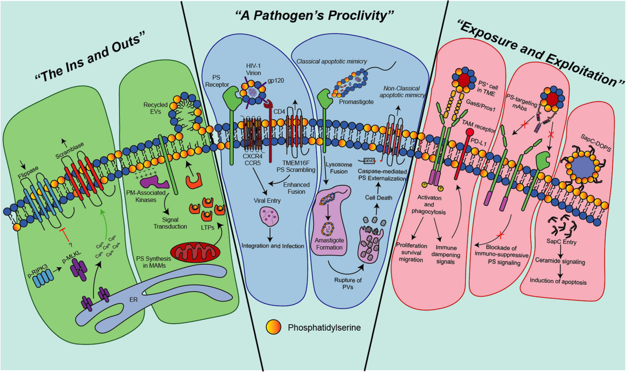 The apoptosis marker Phosphatidylserine The apoptosis marker Phosphatidylserine