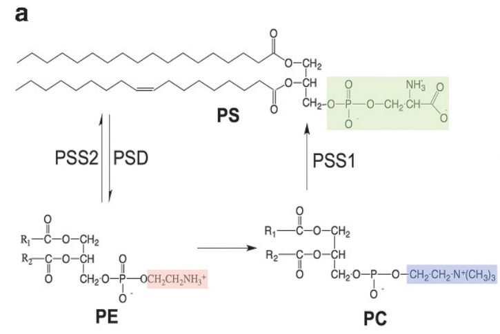 The apoptosis marker Phosphatidylserine The apoptosis marker Phosphatidylserine