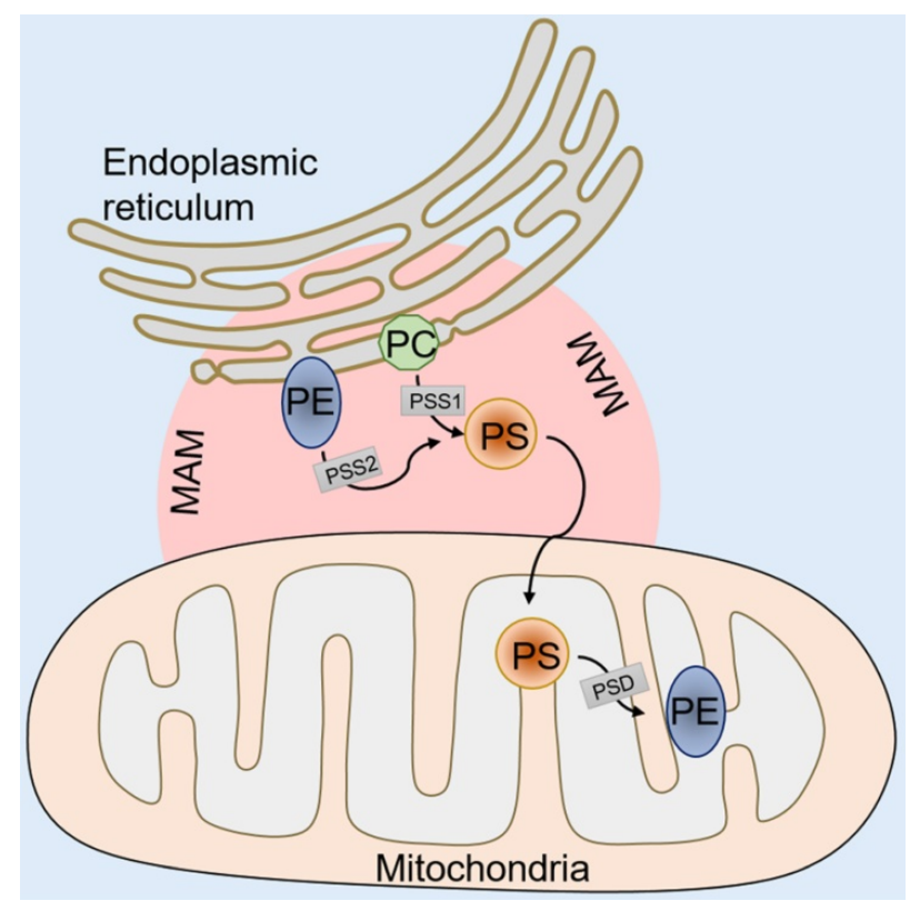 The apoptosis marker Phosphatidylserine The apoptosis marker Phosphatidylserine