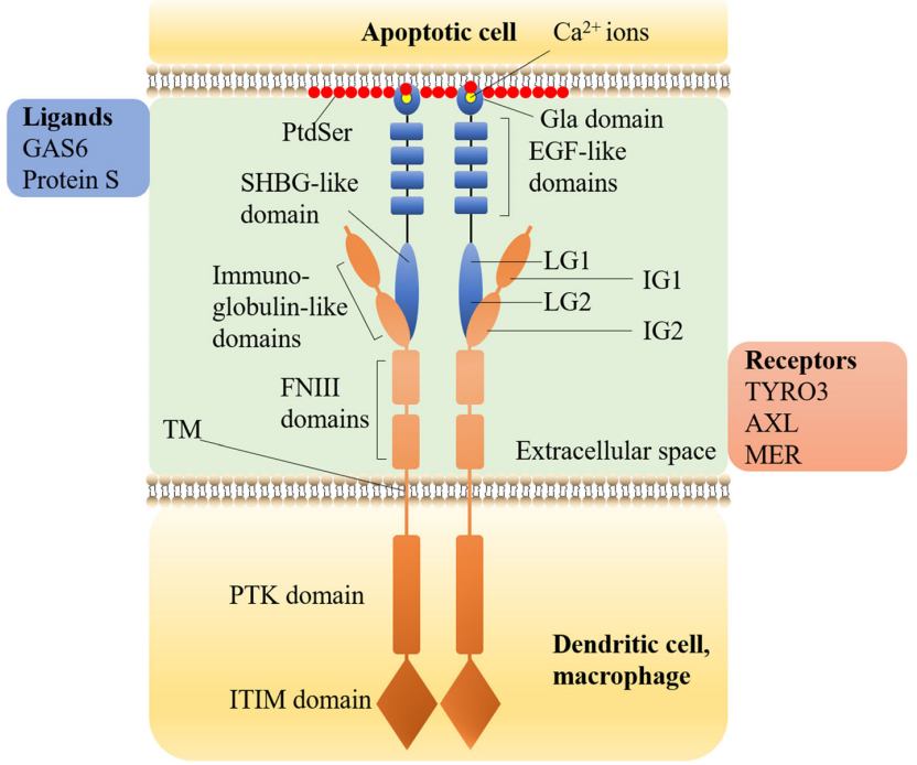 The apoptosis marker Phosphatidylserine The apoptosis marker Phosphatidylserine