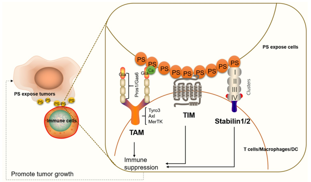 The apoptosis marker Phosphatidylserine The apoptosis marker Phosphatidylserine