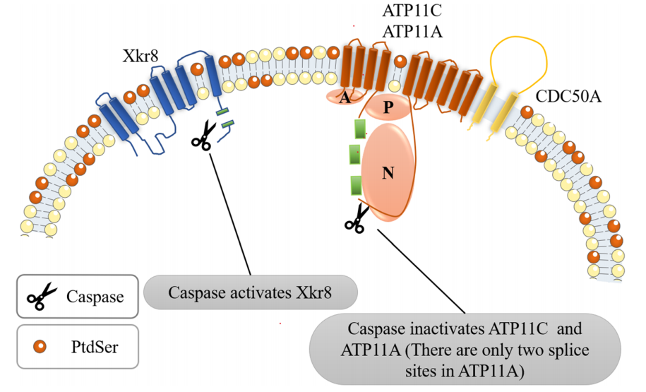 The apoptosis marker Phosphatidylserine The apoptosis marker Phosphatidylserine