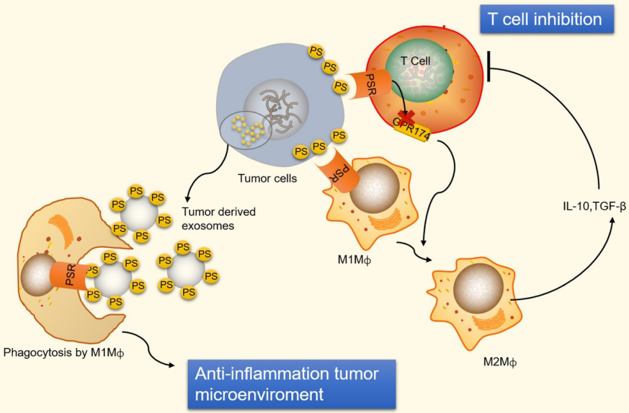 The apoptosis marker Phosphatidylserine The apoptosis marker Phosphatidylserine