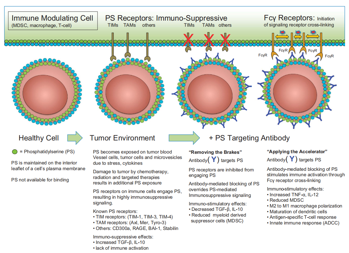 The apoptosis marker Phosphatidylserine The apoptosis marker Phosphatidylserine