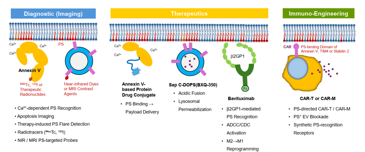 The apoptosis marker Phosphatidylserine The apoptosis marker Phosphatidylserine