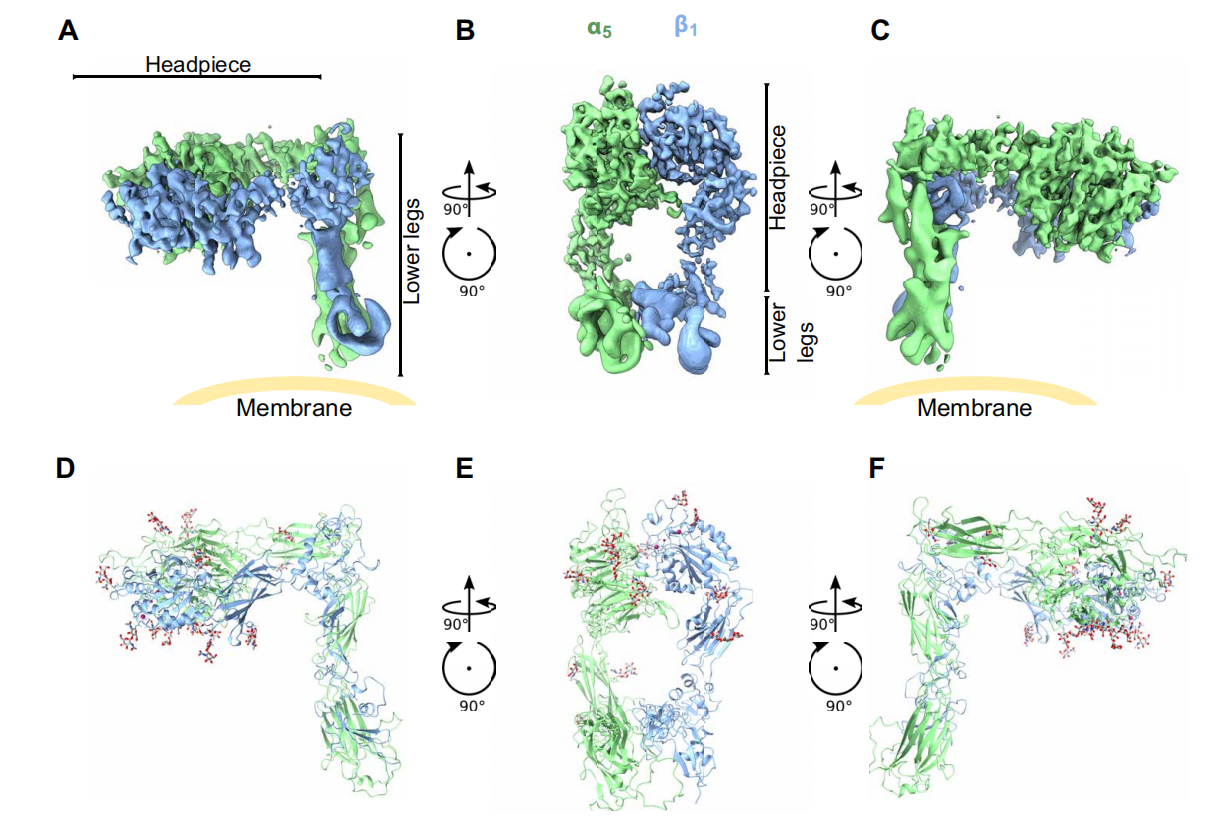 The bidirectional signaling integrin ITGA5B1 The bidirectional signaling integrin ITGA5B1