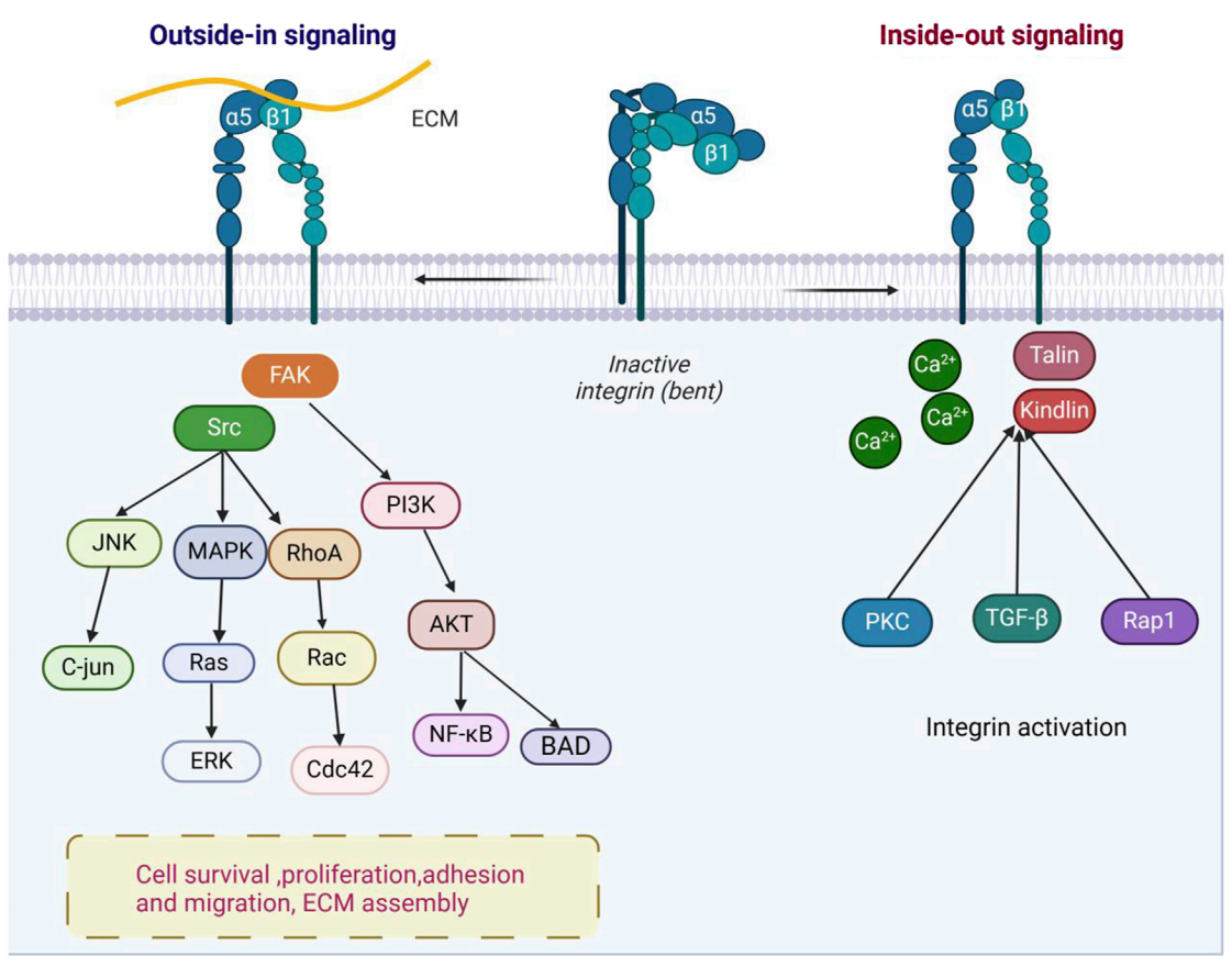 The bidirectional signaling integrin ITGA5B1 The bidirectional signaling integrin ITGA5B1