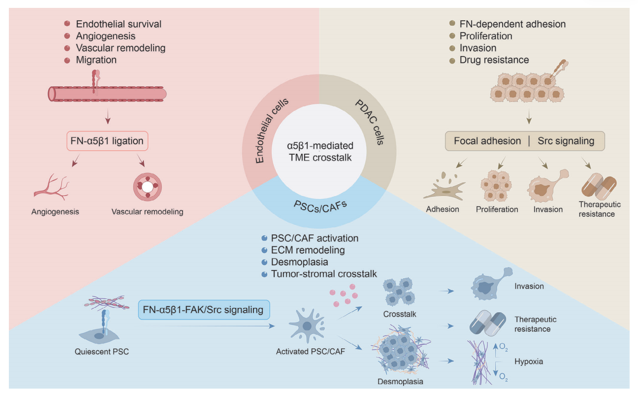 The bidirectional signaling integrin ITGA5B1 The bidirectional signaling integrin ITGA5B1