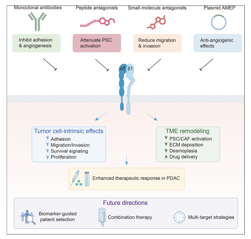 The bidirectional signaling integrin ITGA5B1 The bidirectional signaling integrin ITGA5B1