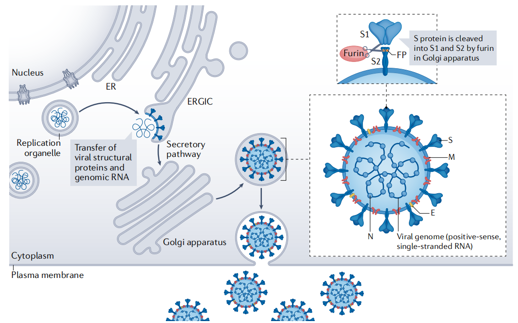 The coronavirus SARS-CoV-2 The coronavirus SARS-CoV-2