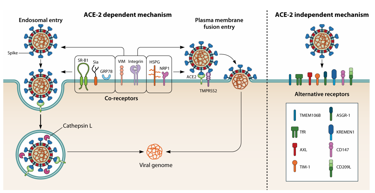 The coronavirus SARS-CoV-2 The coronavirus SARS-CoV-2