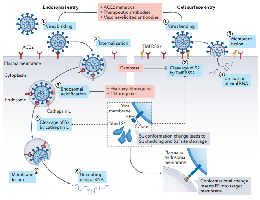 The coronavirus SARS-CoV-2 The coronavirus SARS-CoV-2