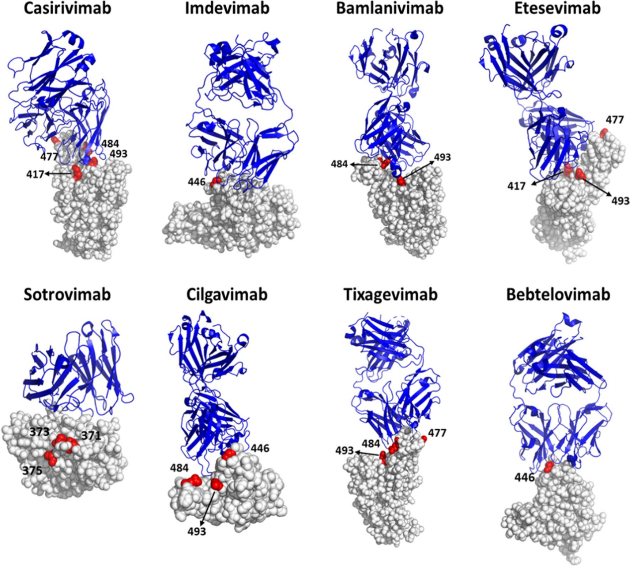 The coronavirus SARS-CoV-2 The coronavirus SARS-CoV-2