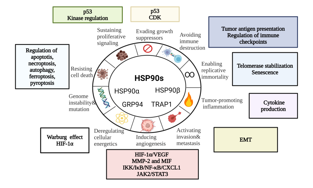 The heat shock protein HSP90