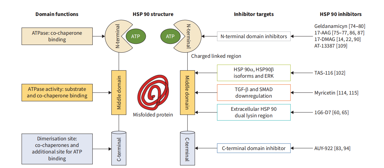 The heat shock protein HSP90