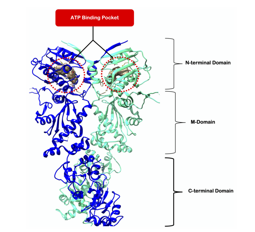 The heat shock protein HSP90