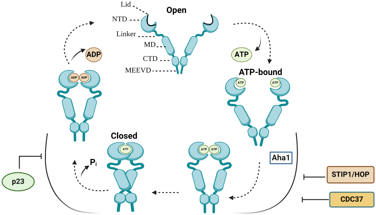The heat shock protein HSP90