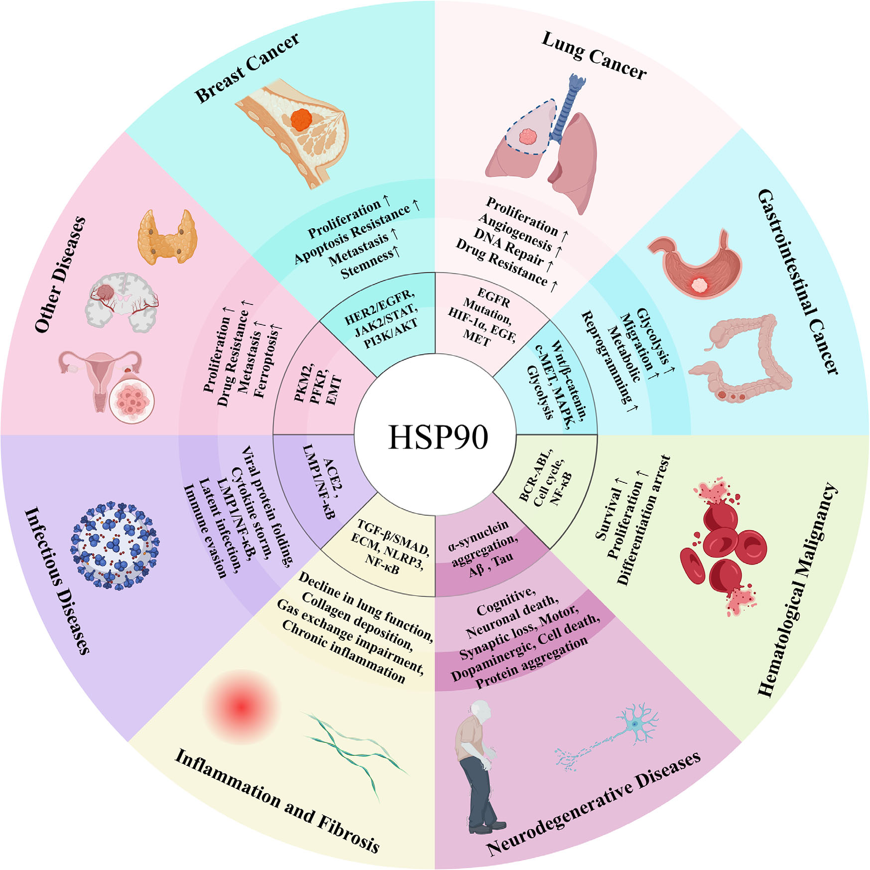 The heat shock protein HSP90
