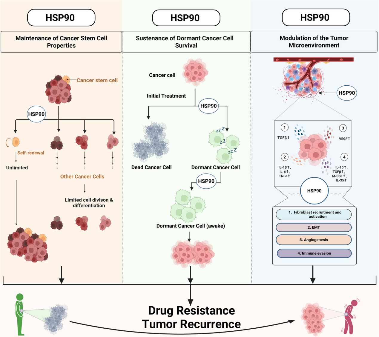 The heat shock protein HSP90