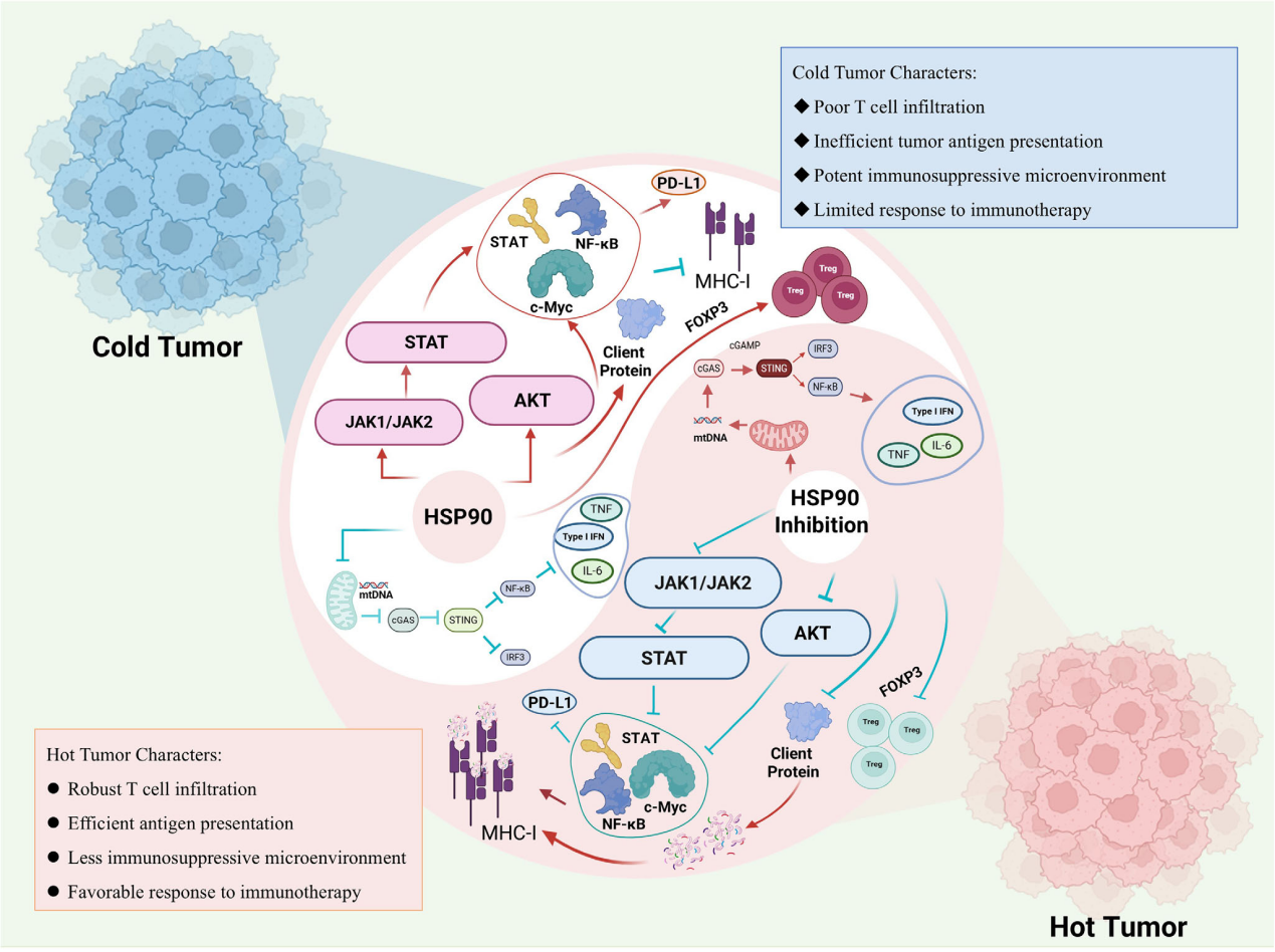 The heat shock protein HSP90