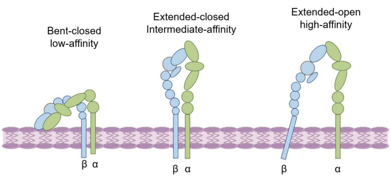 The integrin ITGAL The integrin ITGAL