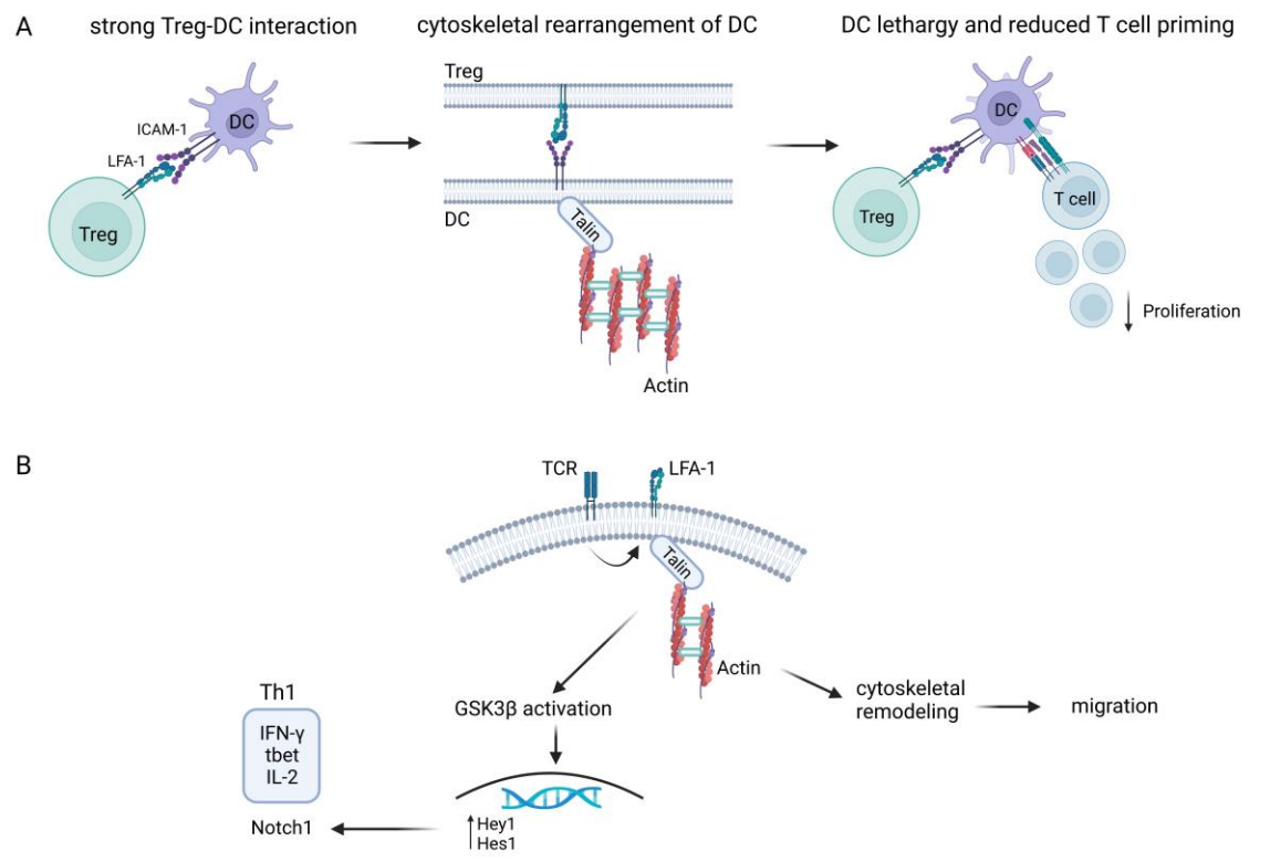 The integrin ITGAL The integrin ITGAL