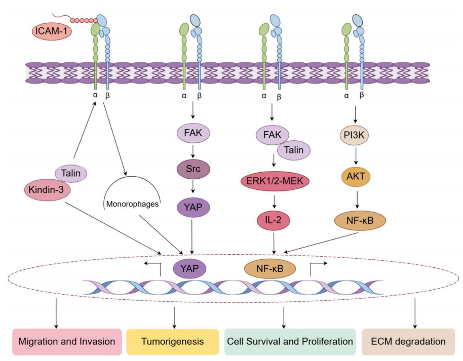 The integrin ITGAL The integrin ITGAL