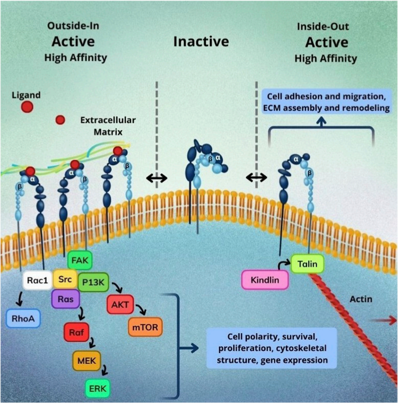 The integrin subunit ITGA4