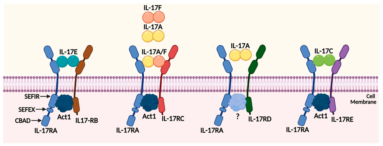 The key hub for inflammation regulation IL17R