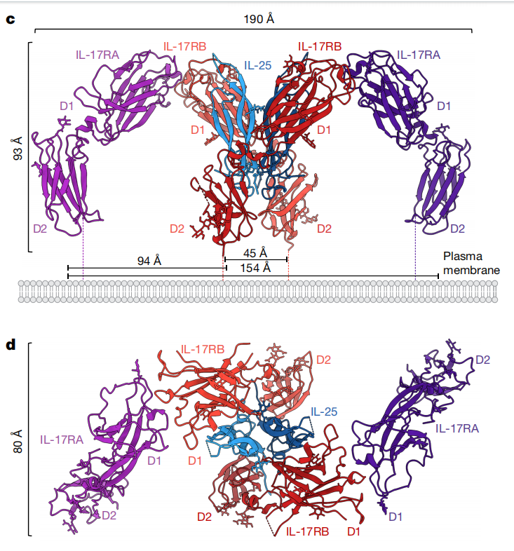 The key hub for inflammation regulation IL17R