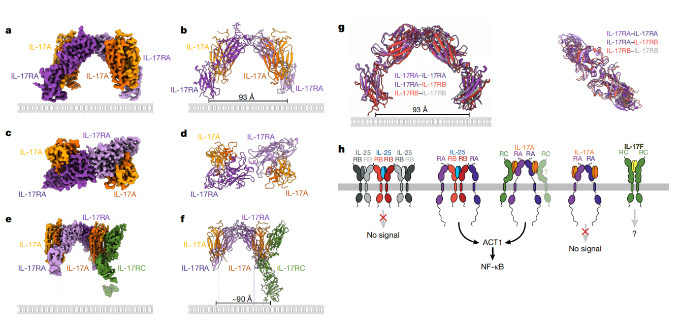 The key hub for inflammation regulation IL17R