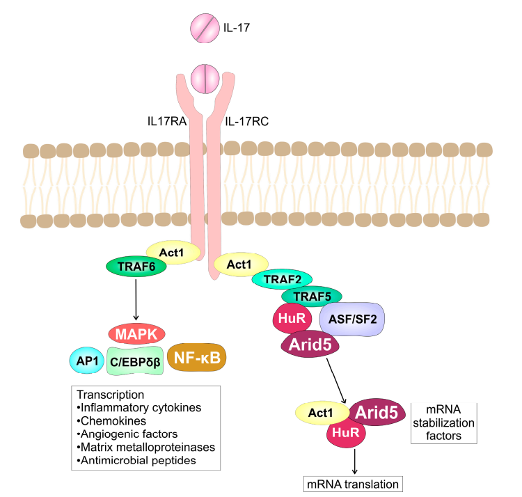 The key hub for inflammation regulation IL17R