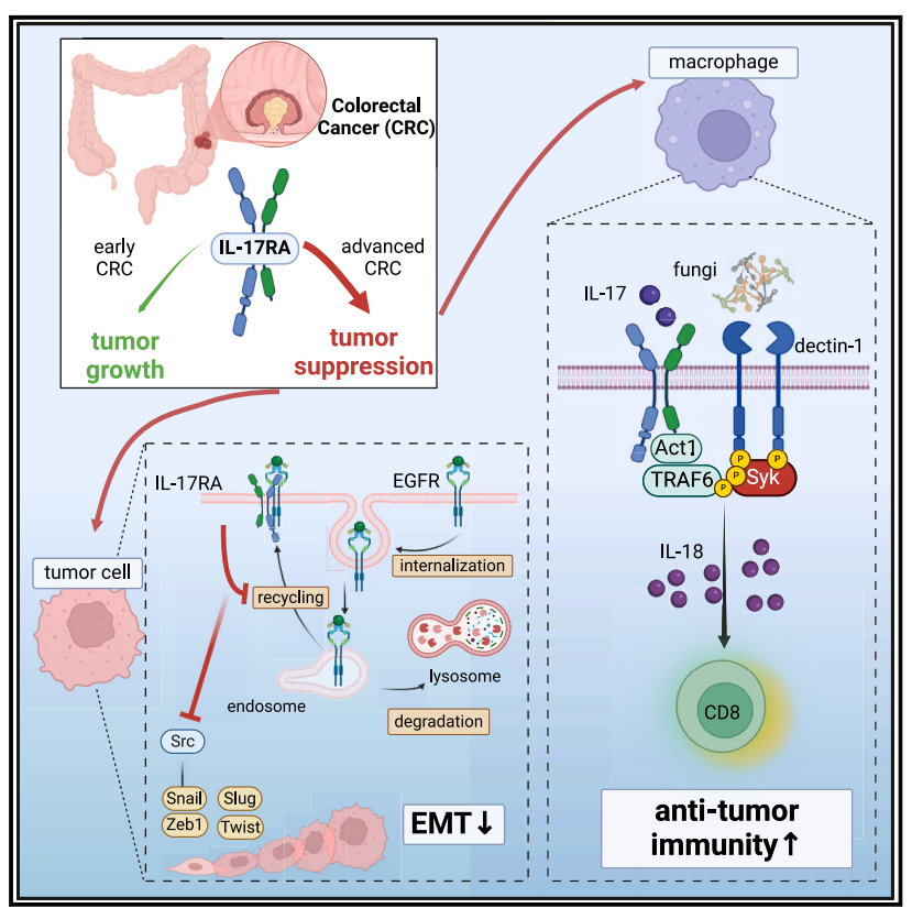 The key hub for inflammation regulation IL17R