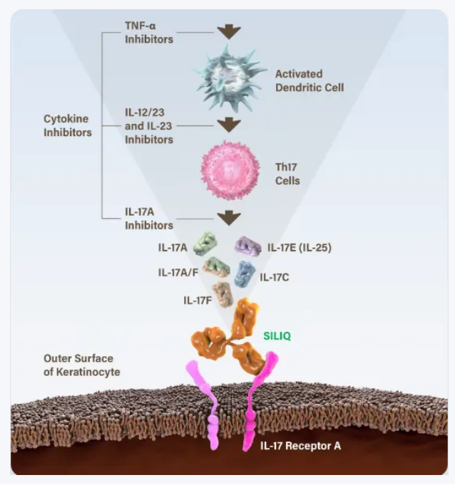 The key hub for inflammation regulation IL17R