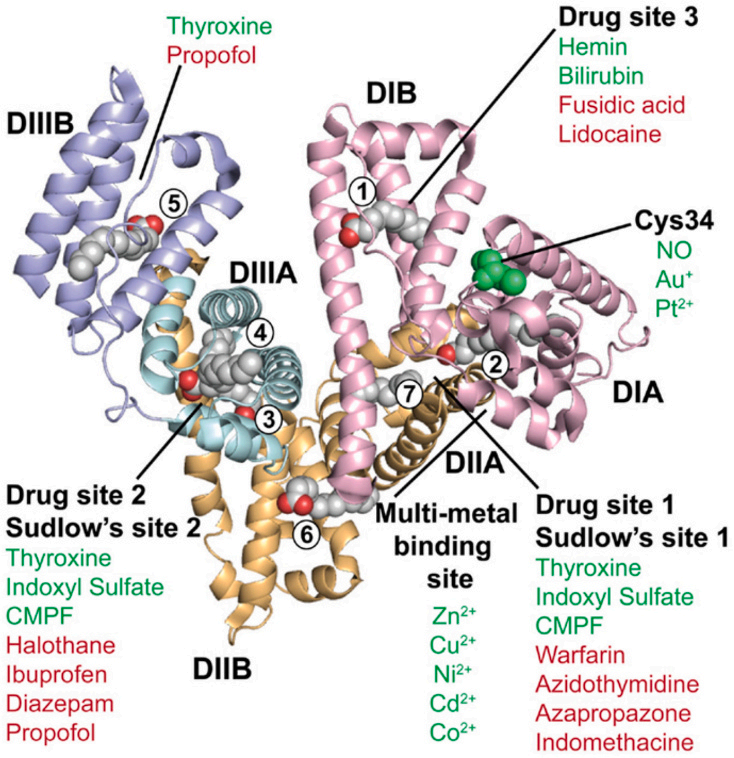 The multifunctional ligand binding protein ALB The multifunctional ligand binding protein ALB