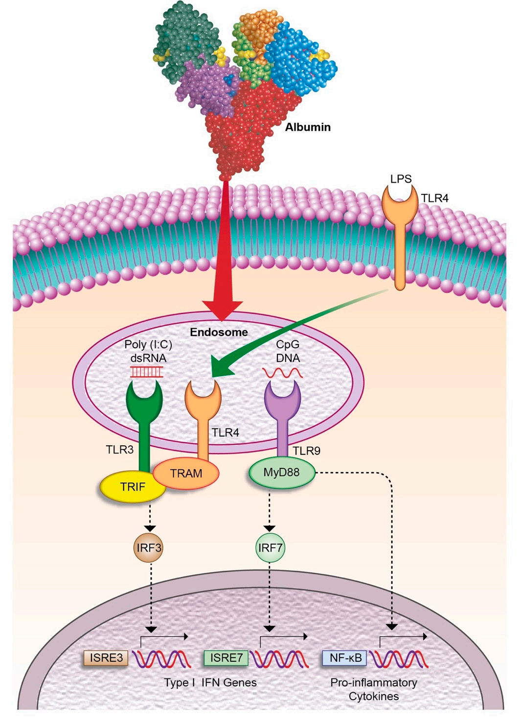 The multifunctional ligand binding protein ALB The multifunctional ligand binding protein ALB