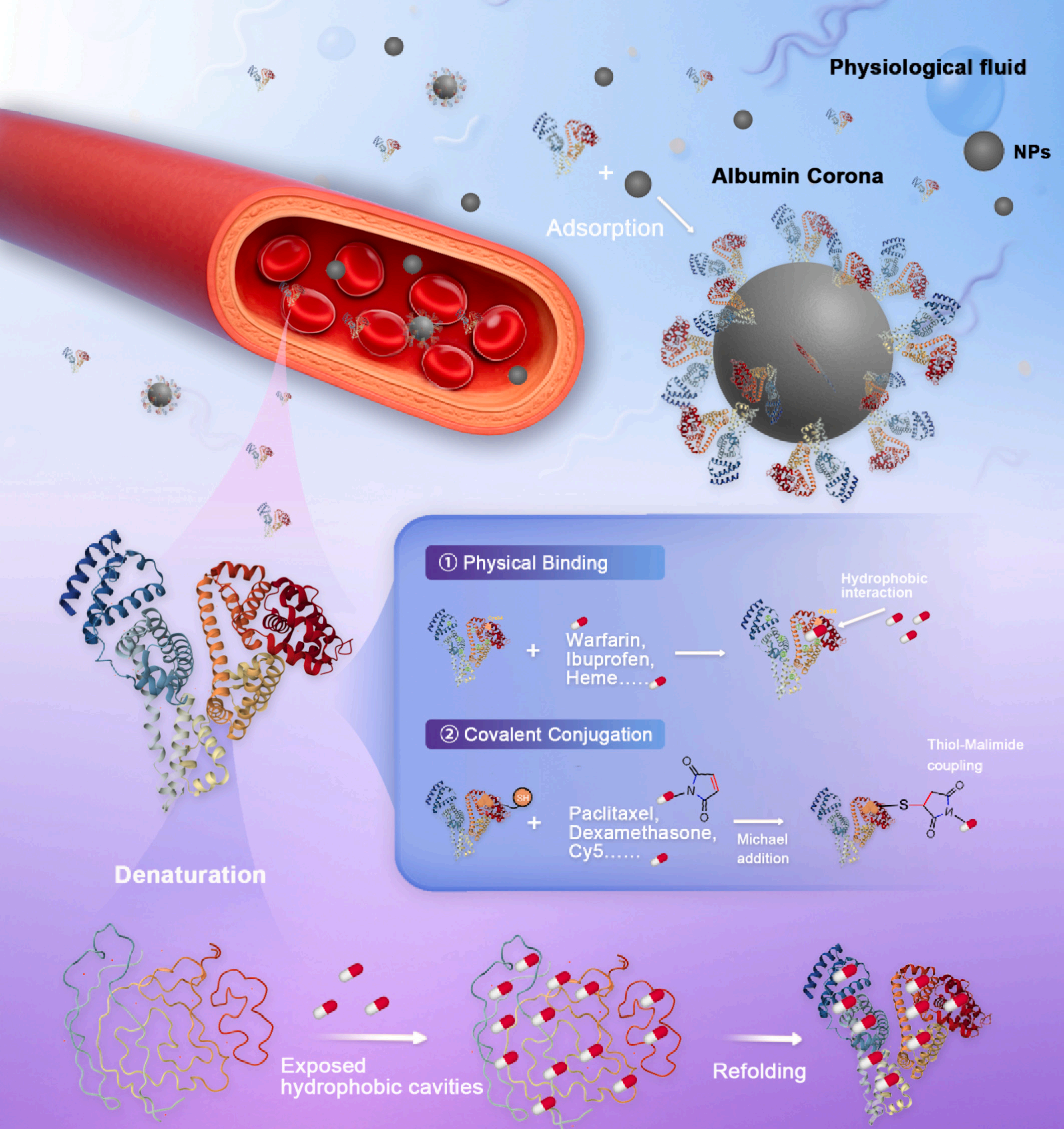 The multifunctional ligand binding protein ALB The multifunctional ligand binding protein ALB
