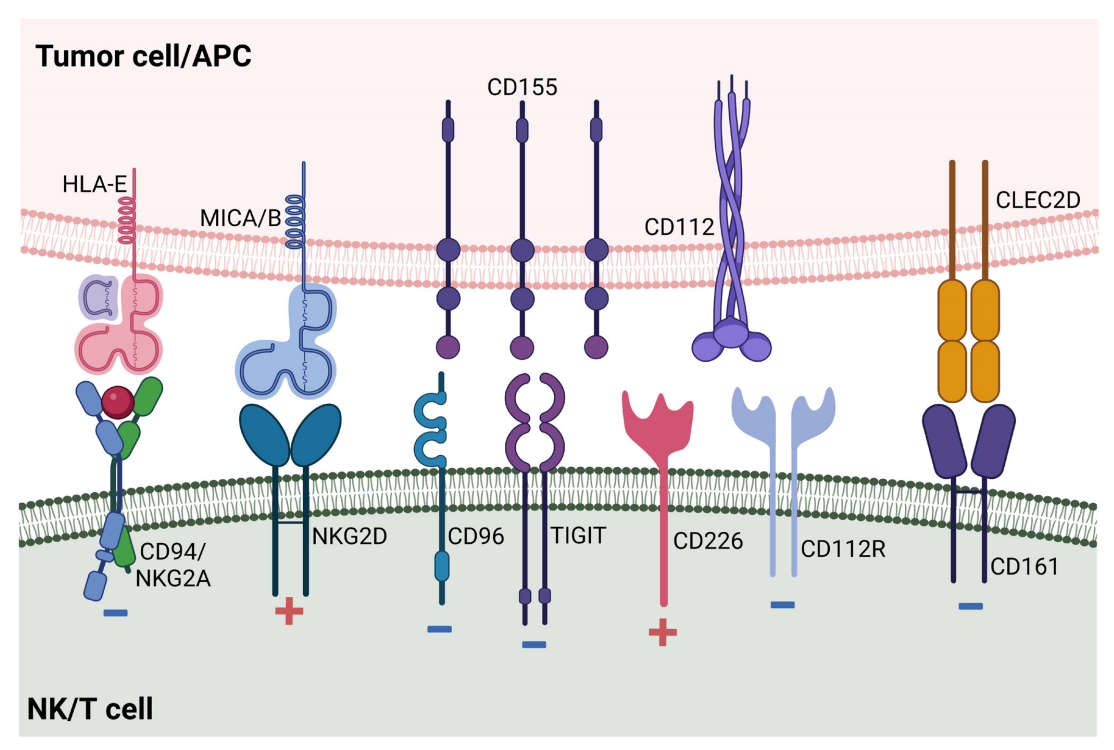 The natural killer cell receptor KLRD1