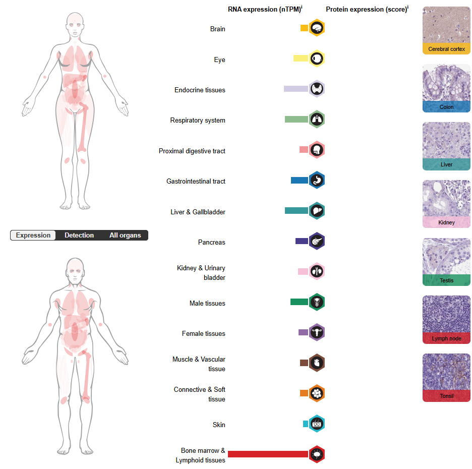 The natural killer cell receptor KLRD1