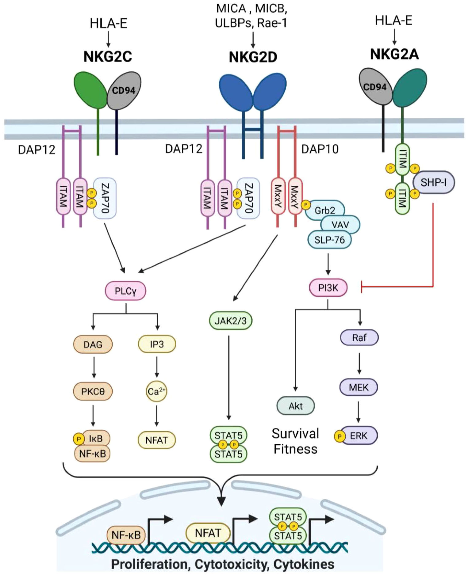The natural killer cell receptor KLRD1